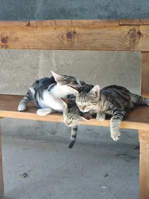 Pisici spre adopție  - imagine 2