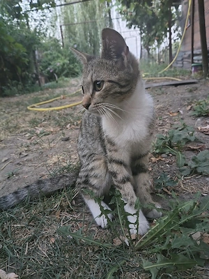 Pisici spre adopție  - imagine 5