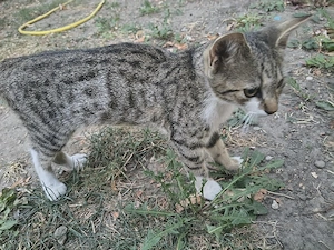 Pisici spre adopție  - imagine 4