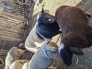 Berbec metis dorper texel 