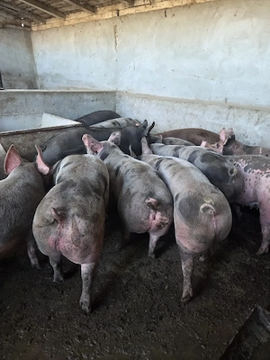 Porci 170-250 kg la 12.5 ron kg