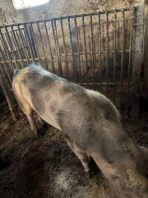 Porci de vanzare - imagine 5