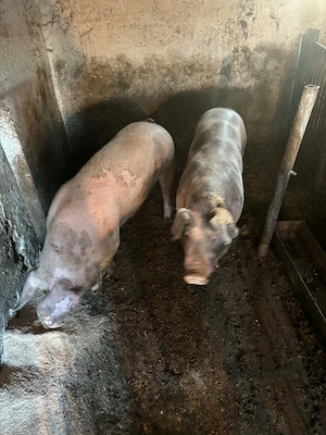 Porci de vanzare