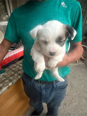 catei bichon maltez  - imagine 2