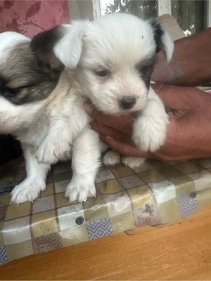 catei bichon maltez  - imagine 4