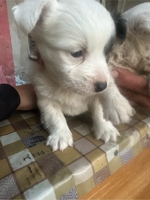 catei bichon maltez  - imagine 5