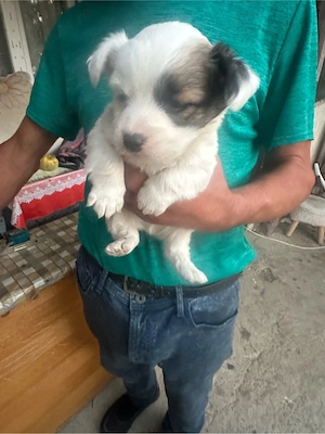 catei bichon maltez  - imagine 3