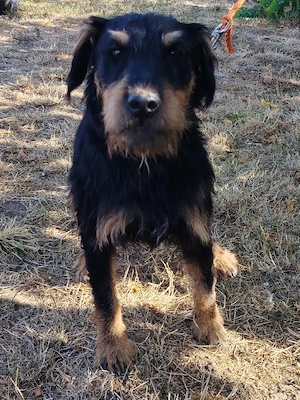 jagdterrier de vanzare - imagine 2
