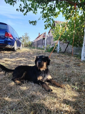 jagdterrier de vanzare - imagine 3