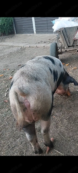 Purcică pentru prasila ori sacrificat la 140 kg - imagine 2