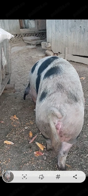 Purcică pentru prasila ori sacrificat la 140 kg - imagine 4