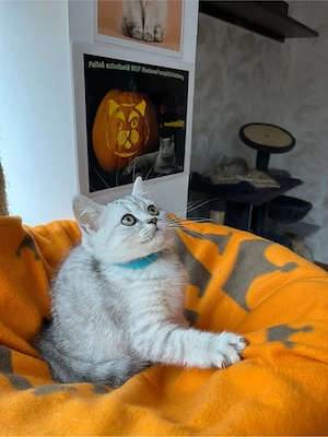 British shorthair