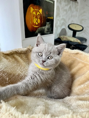 british shorthair lilac - imagine 3
