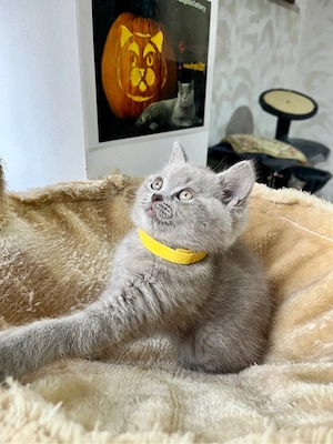 british shorthair lilac - imagine 4