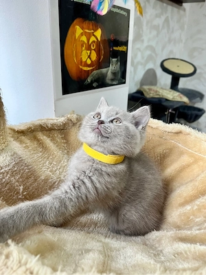 british shorthair lilac - imagine 2