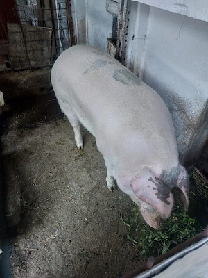 vand porc de tara - imagine 2