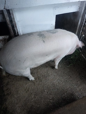vand porc de tara