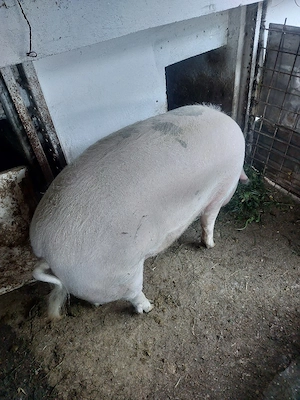vand porc de tara - imagine 3