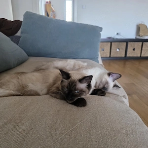 pisica si pisoi birmaneze