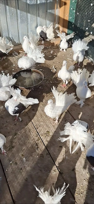 De vanzare porumbei pave,turturele,poștă germană de achiziție,gât golaș.tel   - imagine 5