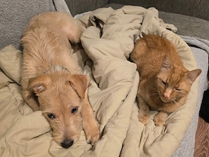 Spre Adoptie - Metis Terrier - imagine 3