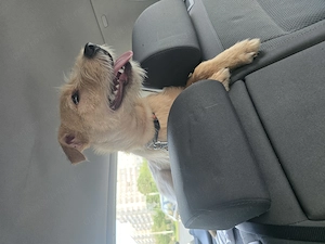 Spre Adoptie - Metis Terrier - imagine 2