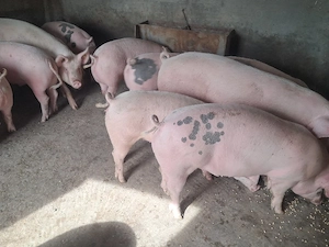 rezervate porci grasi