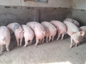 rezervare porci grasi - imagine 2