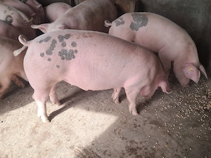 rezervare porci grasi - imagine 3
