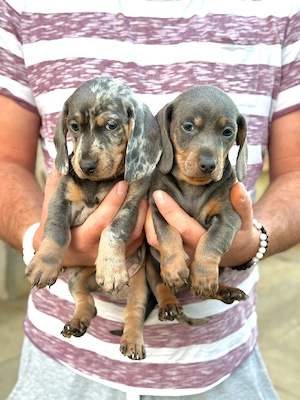 teckel  blue , blue harlequin , talie mica 
