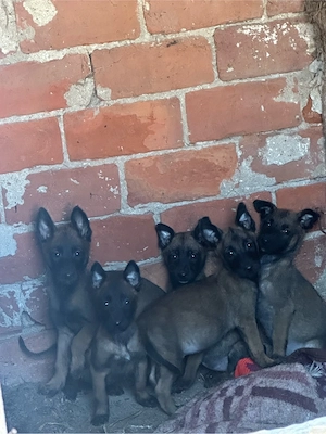 vand catei malinois  ciobanesc  - imagine 3