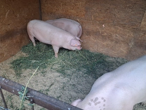 Porci rasa de carne - imagine 2