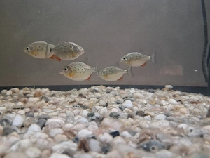 pesti piranha pui 