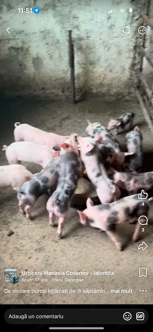 de vinzare purcei intarcati de 5 saptamini  - imagine 2