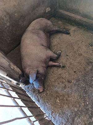 De vânzare 2 porci  - imagine 4