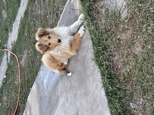 URGENT Căței Collie Rough