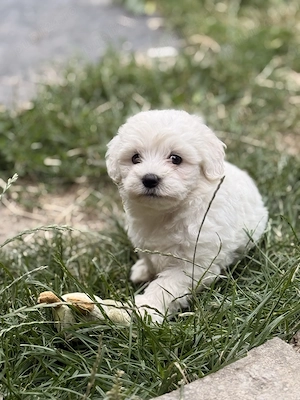 Pui Bichon malteze mini - imagine 3