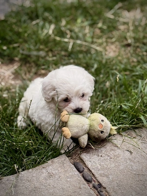 Pui Bichon malteze mini - imagine 2