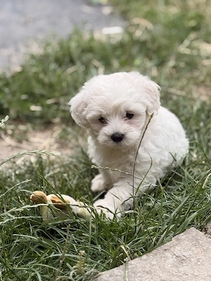 Pui Bichon malteze mini