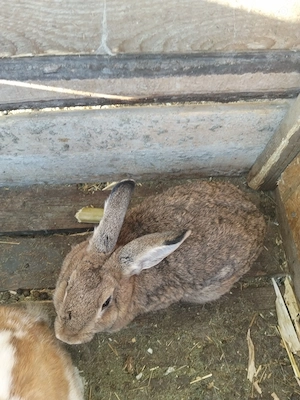 Iepurița gestantă 
