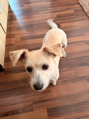 Adoptie caine  - imagine 2
