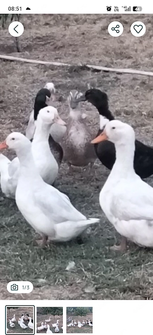 Vând rațe și cocoși 