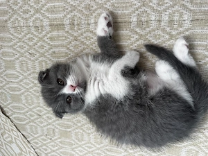 British shorthair