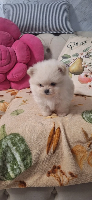 catei pomeranian - imagine 3