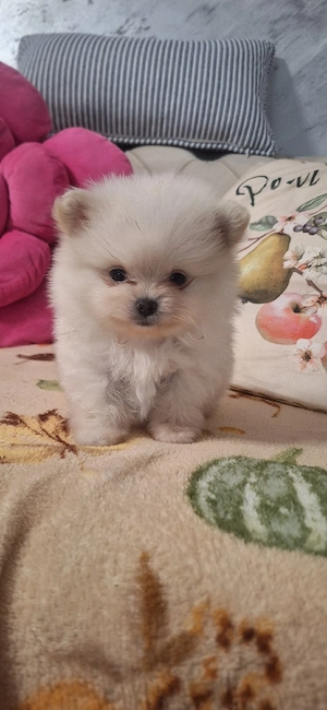 catei pomeranian - imagine 2