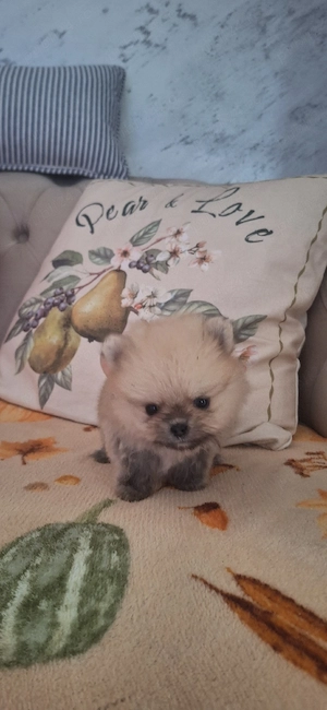 catei pomeranian