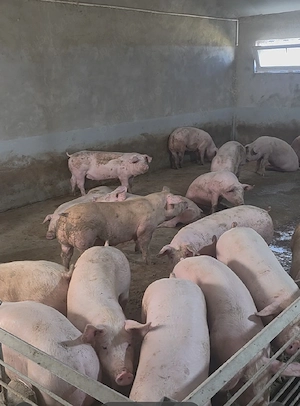 Porci de vanzare  - imagine 2