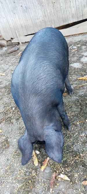 Porc BAZNA la 140 kg - imagine 4