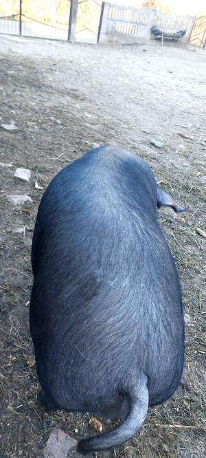 Porc BAZNA la 140 kg