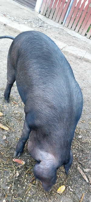 Porc BAZNA la 140 kg - imagine 2